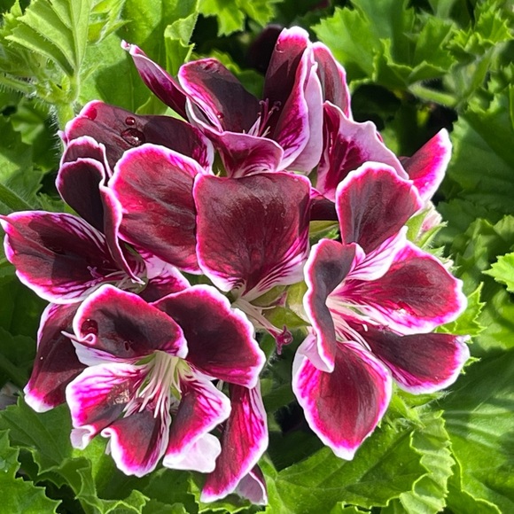 Meet your Posher, A Little Bit Extra!! - Picture 5 of 16